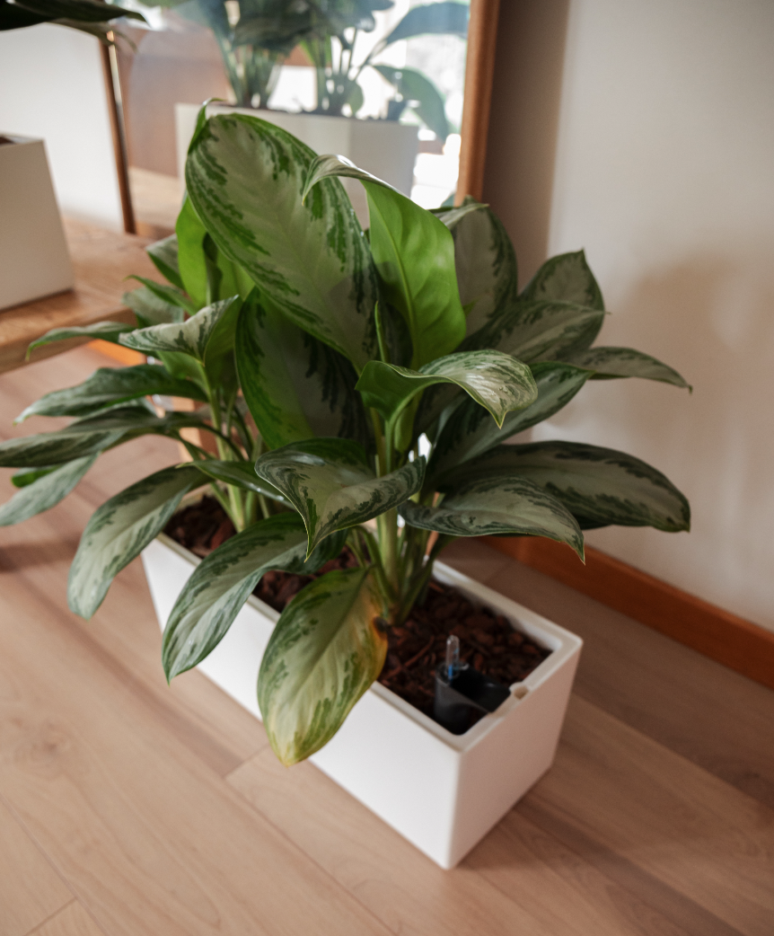 Worry-free holidays, well-cared-for plants: discover our self-watering solutions